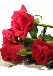 Envoyer des fleurs, un geste si tendre ! 
