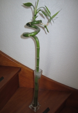 La tige de bambou