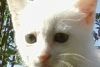 Mon petit chat ...