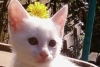 Mon petit chat avec une petite fleurs