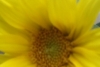 Mon Tournesol