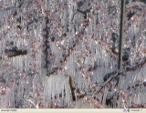 étoile d'argent
