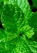 Tout savoir sur l'huile essentielle de Menthe poivr&eacute;e